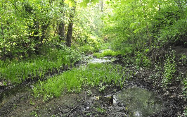 Im Bereich von Wasserwechselzonen können sich speziell angepasste Arten entfalten.