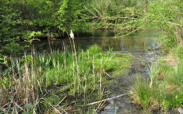 Röhricht im Mündungsbereich Rothebach-Pader