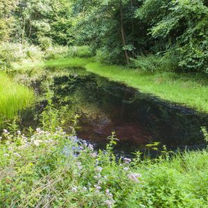 Das Südufer des Amphibiengewässers soll freigestellt werden...