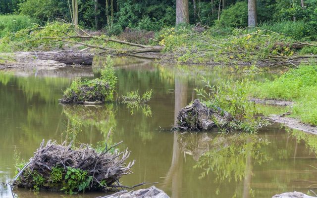 Wurzelstubben bieten Versteckmöglichkeiten