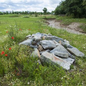 Hier können sich Tiere verstecken und auf den Steinen aufwärmen.