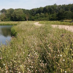 Wildblumen auf dem Trenndamm