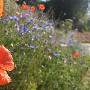 Mohn und Kornblumen