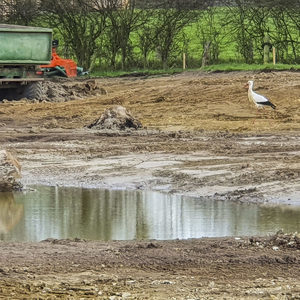 inspiziert die Baumaßnahme: ein Weißstorch