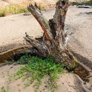 Wurzelstock mit Bachbunge