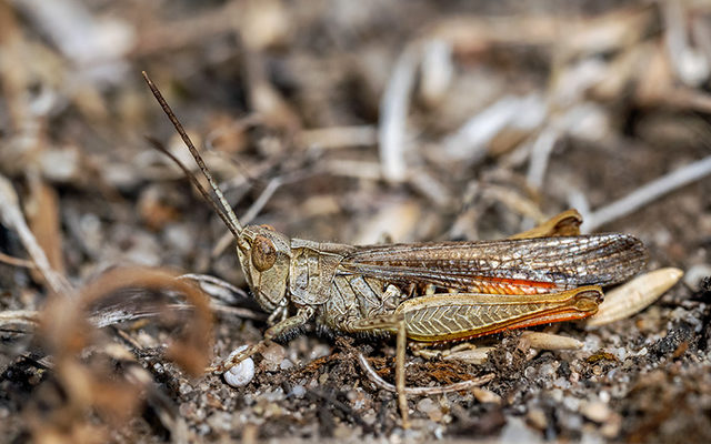 Brauner Grashüpfer