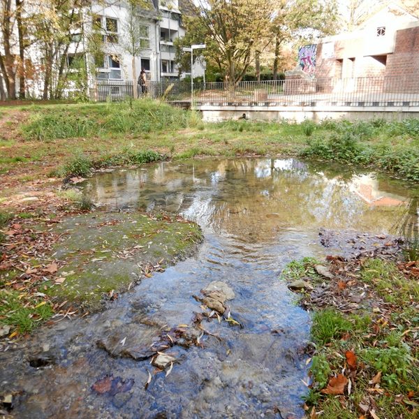 Quelltopf im mittleren Paderquellgebiet