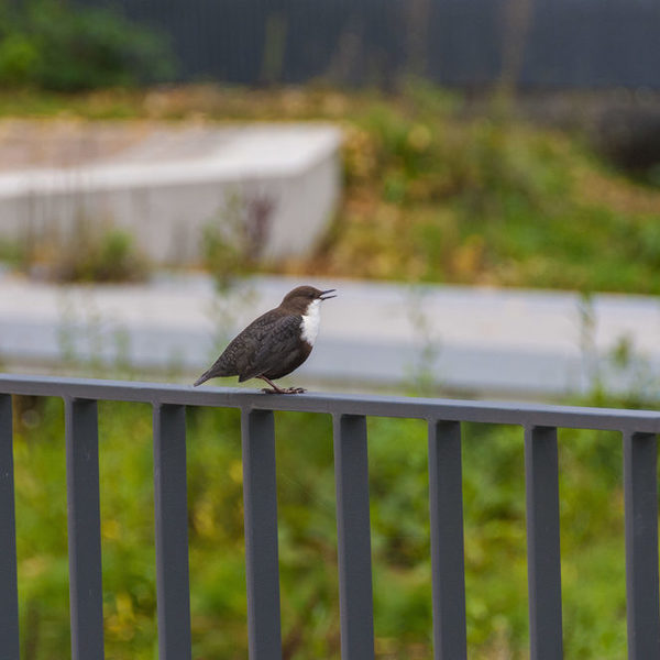 Wasseramsel