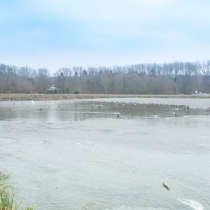 Wasservögel sammeln sich am Seeauslauf