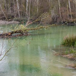 Totholz wurde eigendynamisch eingetragen