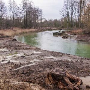 Totholz als wichtiges Strukturelement eingebaut