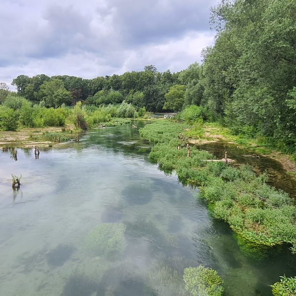 Paderseeumflut - Wasserpflanzen wachsen in den strömungsärmeren Bereichen