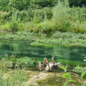 Paderseeumflut - hinter dem eingebrachten Totholzstamm können die Pflanzen in der Ruhezone ungestört wachsen