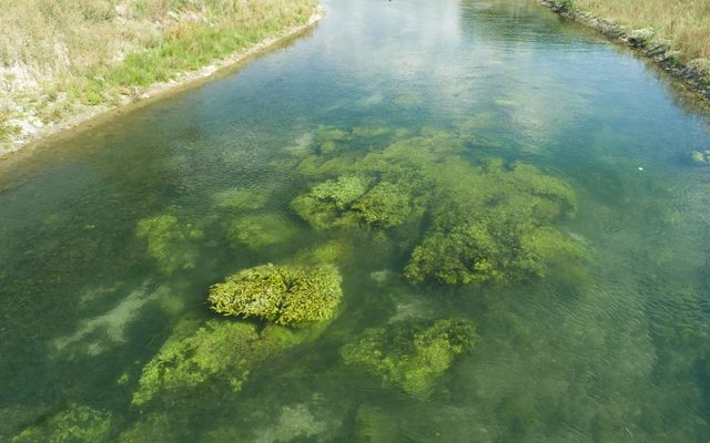 Dichte Wasserpflanzenpolster