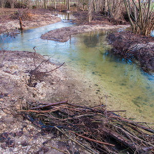 Totholzhaufen bieten Lebensraum für Amphibien