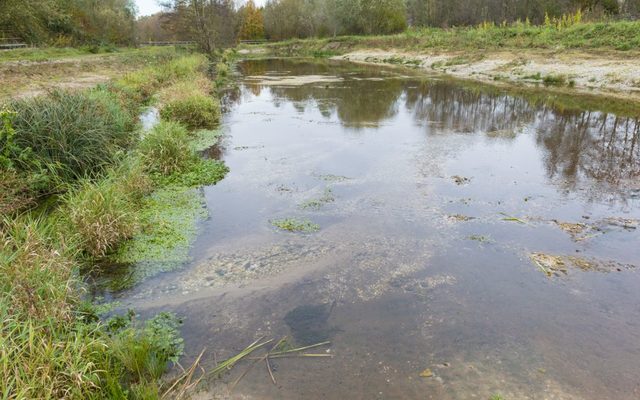 Bei Hochwasser wird auch schon mal die ganze Aue überflutet.