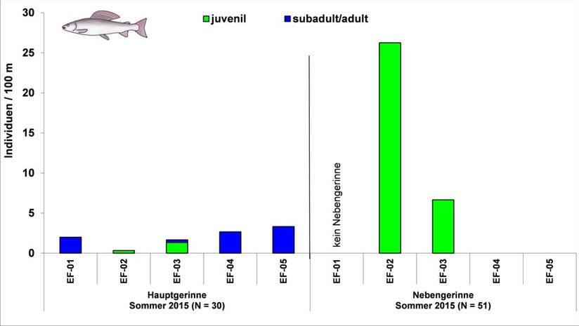 Erfolgskontrolle Äschen