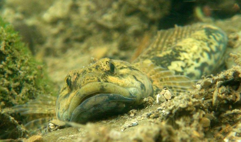 gut getarnt - die Koppe