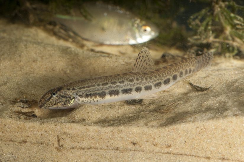 Steinbeißer bevorzugen flache, sandige Gewässer