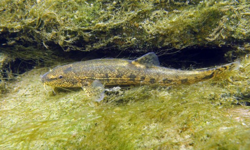 Die Schmerle - ein bodenorientierter Fisch