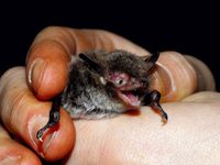 Wasserfledermaus - jagt gerne an Pader und Padersee