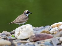 "Fluppi" an der Paderseeumflut