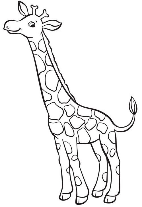 Giraffenklasse