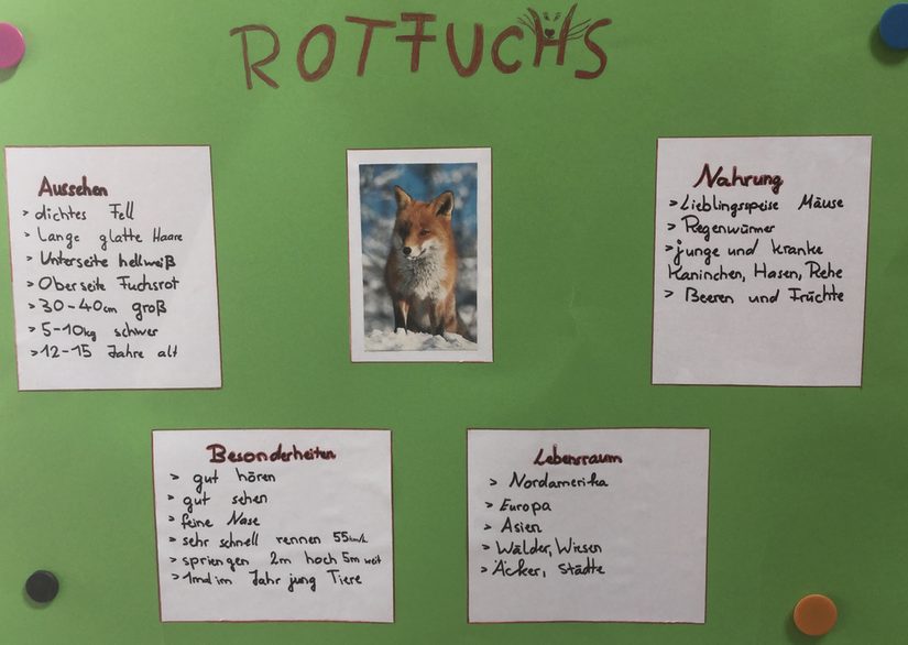 Plakt Rotfuchs