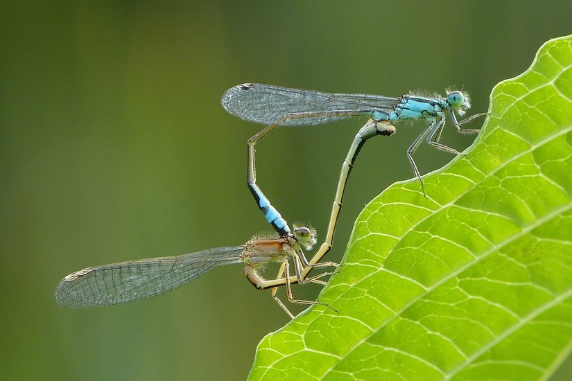 Paarungsrad der Großen Pechlibelle