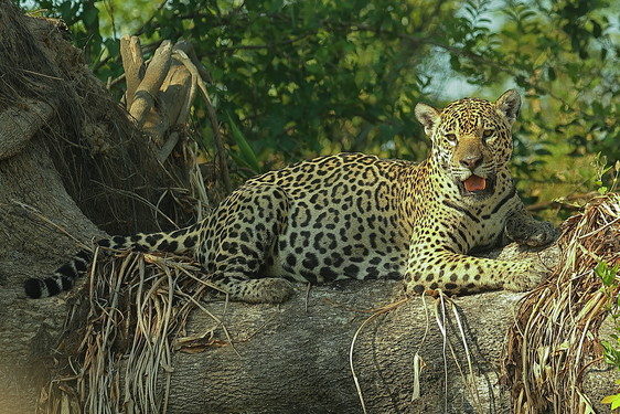 Jaguar