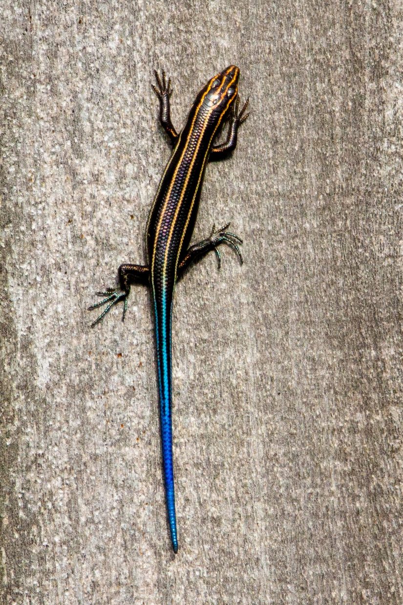 Echse von oben auf einem grauen Stein. Sie ist schwarz mit beigen vertikalen Streifen und blauem Schwanz.