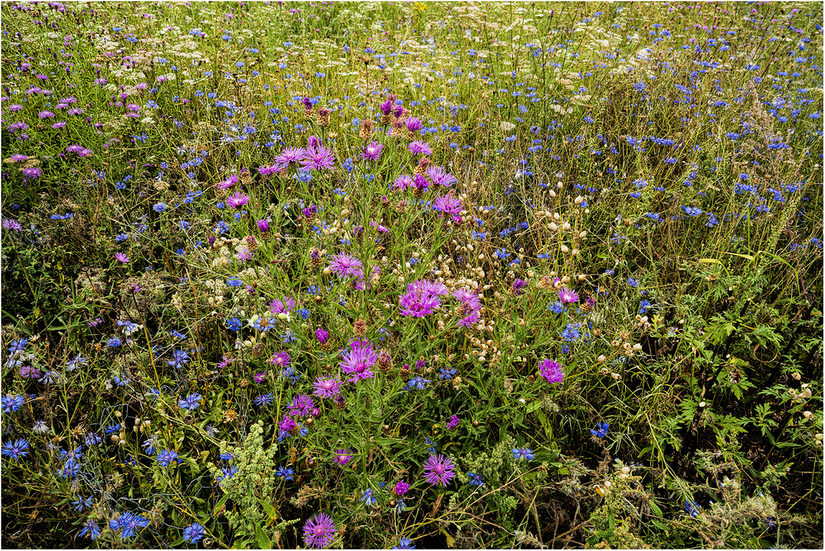 Blumenwiese mit blauen und lilanen kleinen Blüten.