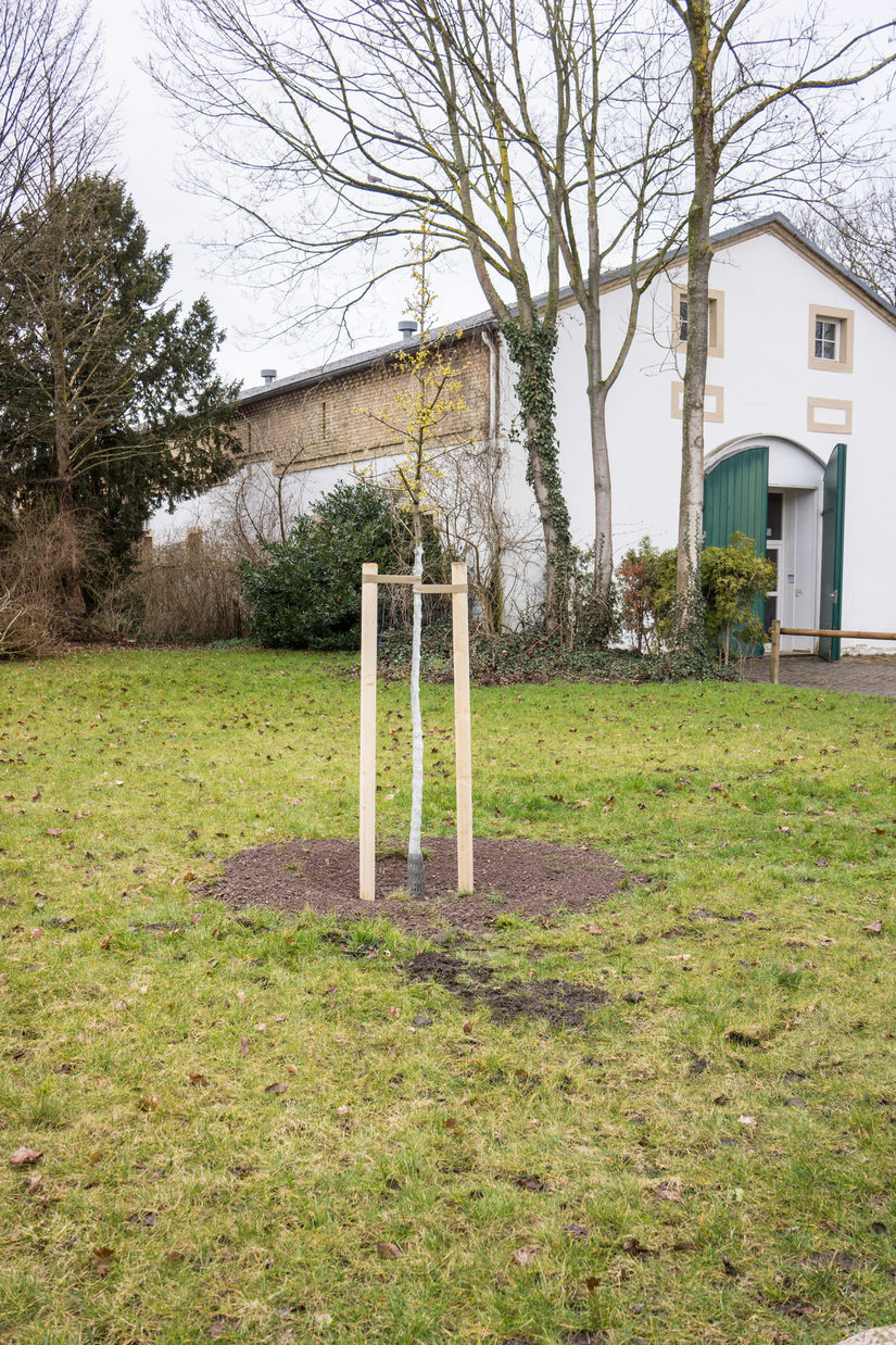 Kornelkirsche wird gepflanzt