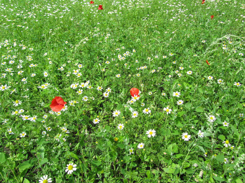 Die ersten Blumen lassen sich sehen. (07.21)