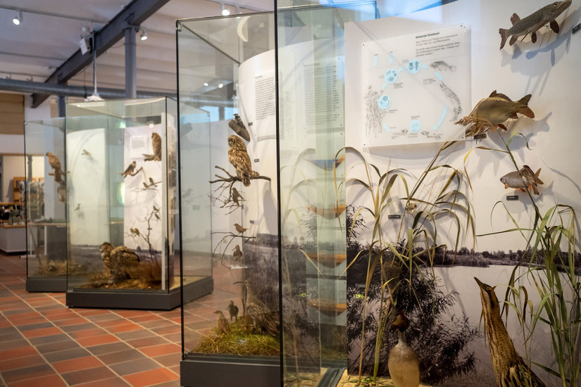 Blick in die Dauerausstellung im Erdgeschoss, große Vitrinen mit Fischen und Vögeln in einer Uferlandschaft.