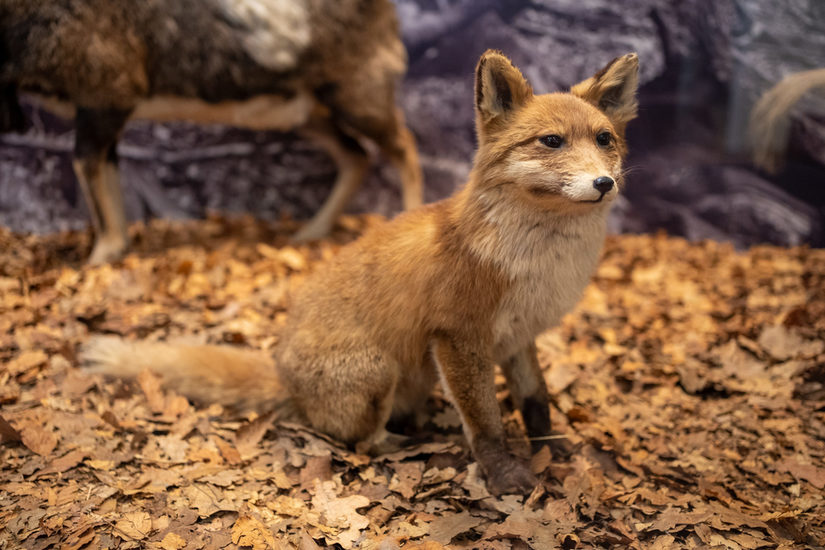 Ein sitzender Fuchs umgeben von Laub.