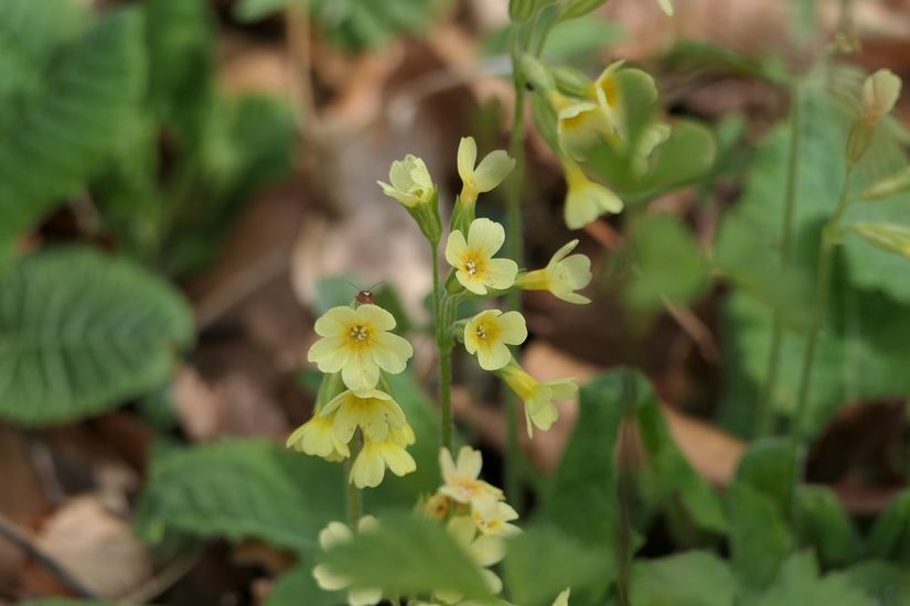 Hohe Schlüsselblume