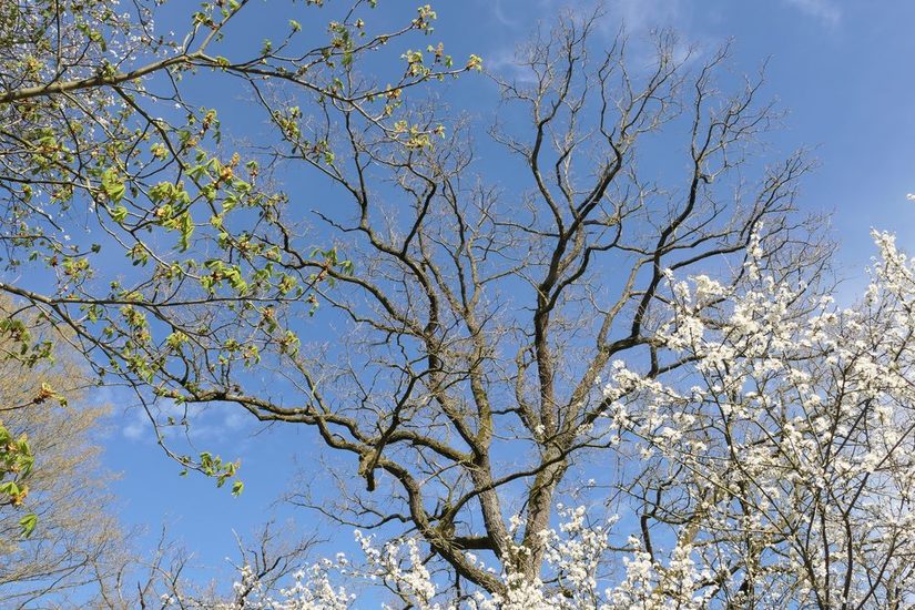 Blick in die Baumkronen