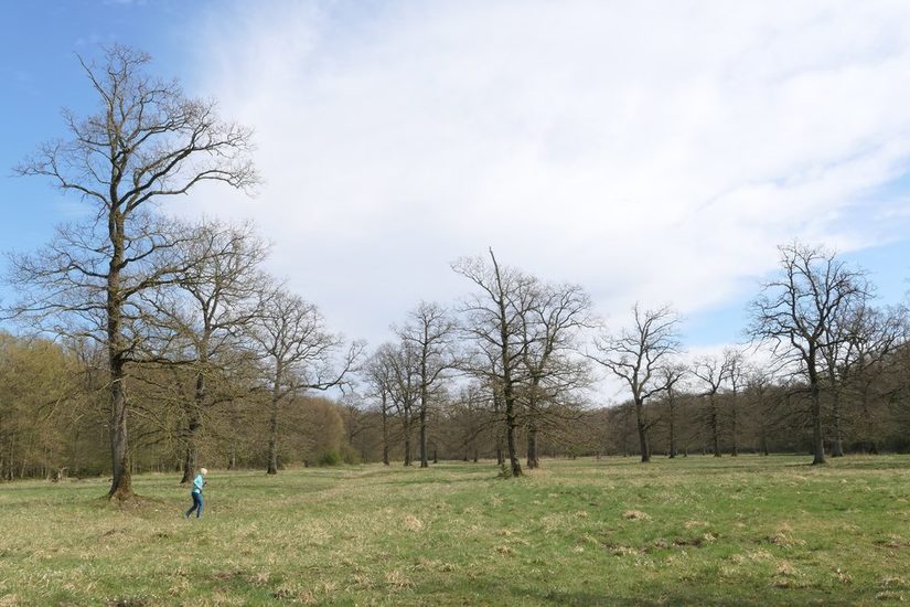 Magergrünland mit Solitäreichen