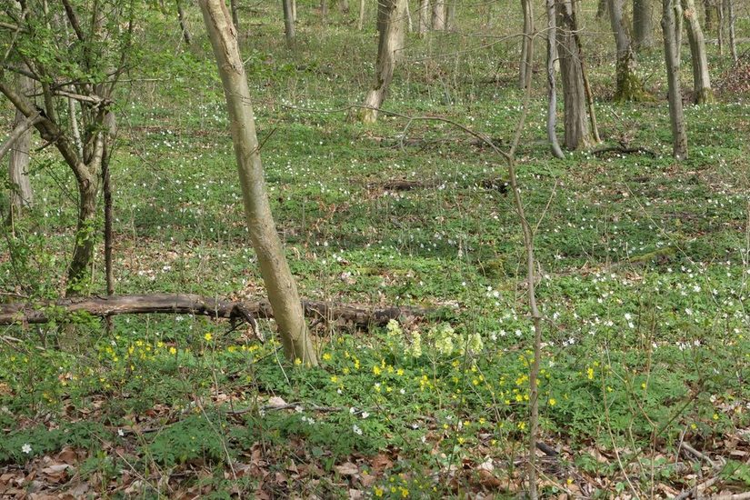 Buschwindröschen, Gelbe Windröschen und Hohe Schlüsselblumen