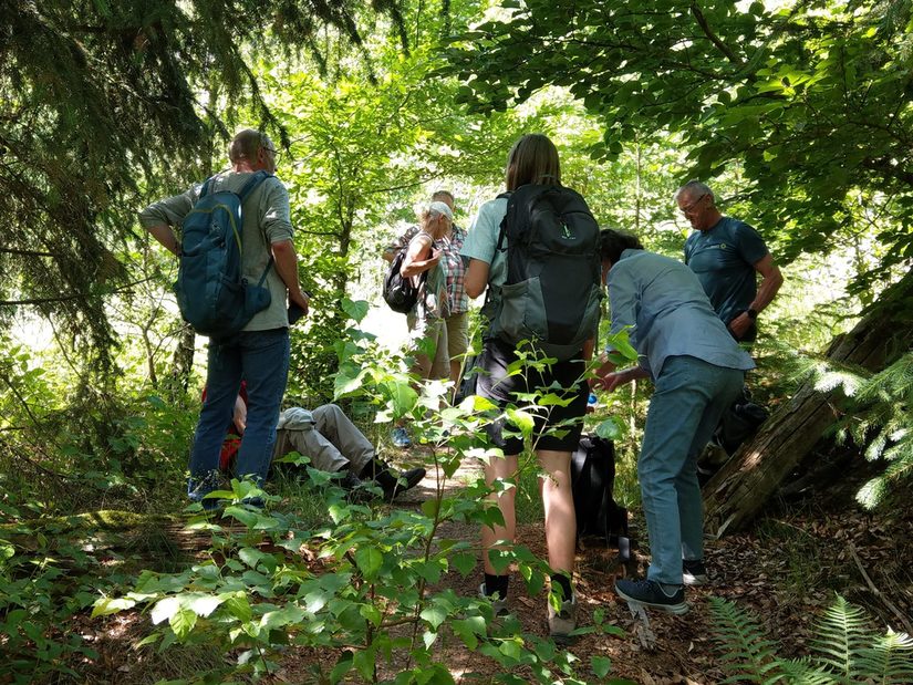 Rast im Schatten der Buchen