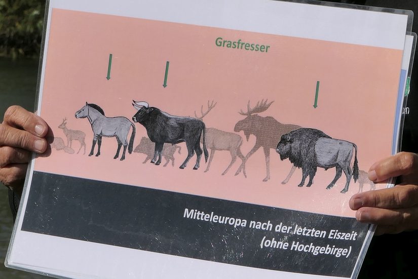 Das Foto zeigt Dr. Margret Bunzel-Drüke bei ihren Erläuterungen