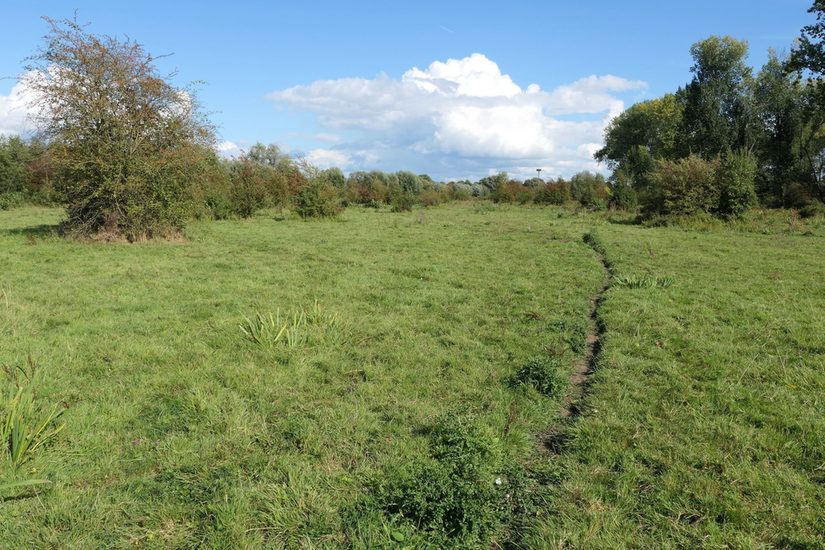 Das Bild zeigt einen Trampelpfad in der Klostermersch