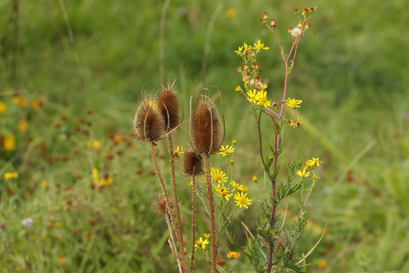 Wilde Karde und Jakobs-Greiskraut