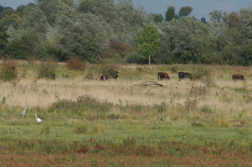Reiher und Rinder in der Hellinghauser Mersch