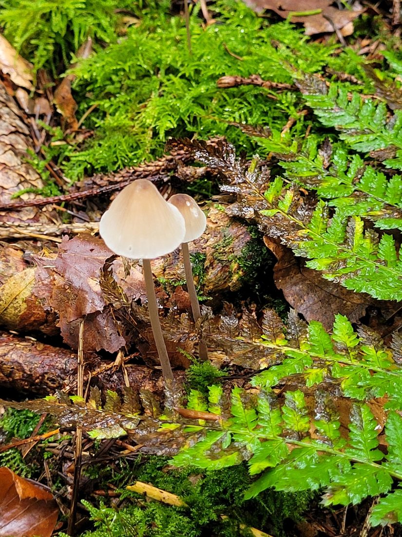 Eine Helmlingsart am Waldboden