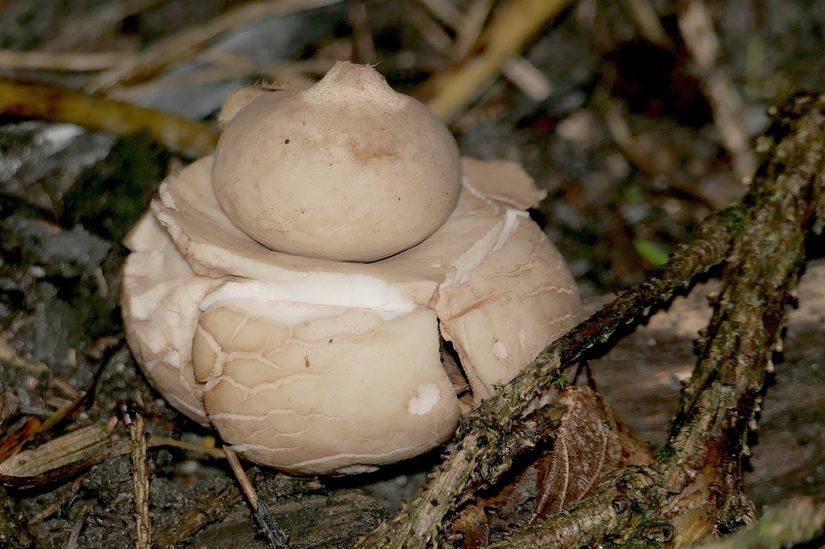 Halskrausen-Erdstern