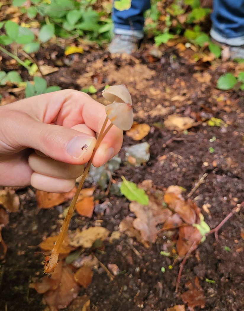 Orangemilchender Helmling