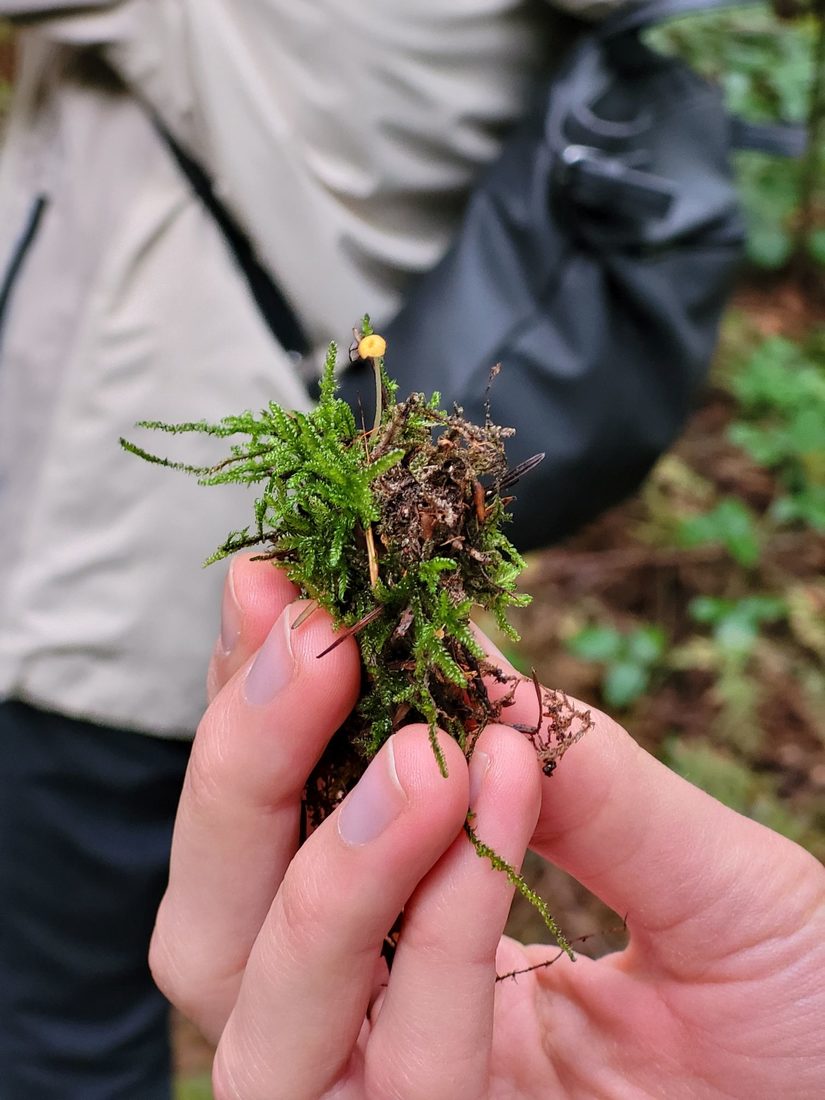 Orangener Heftelnabeling