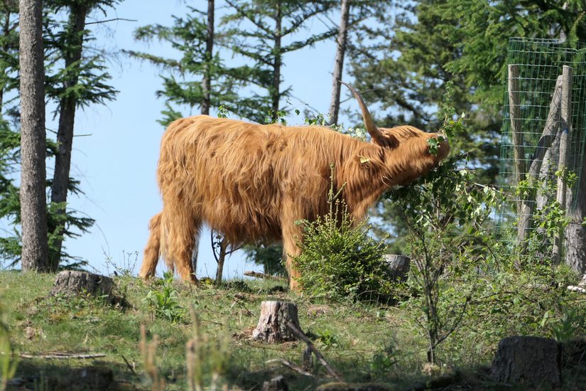 Schottisches Hochlandrind